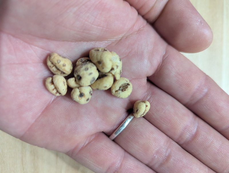 Mugipon puffed wheat pieces held in palm showing their small size and texture
